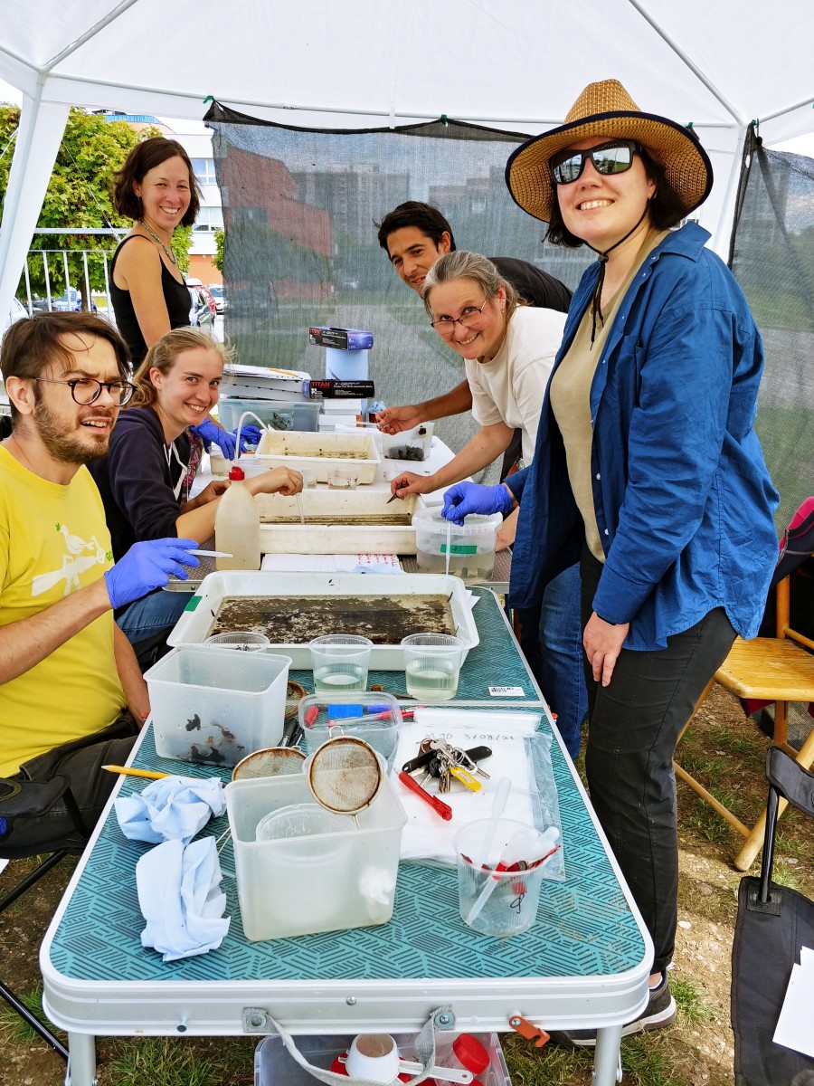 mesocosms: sorting the samples