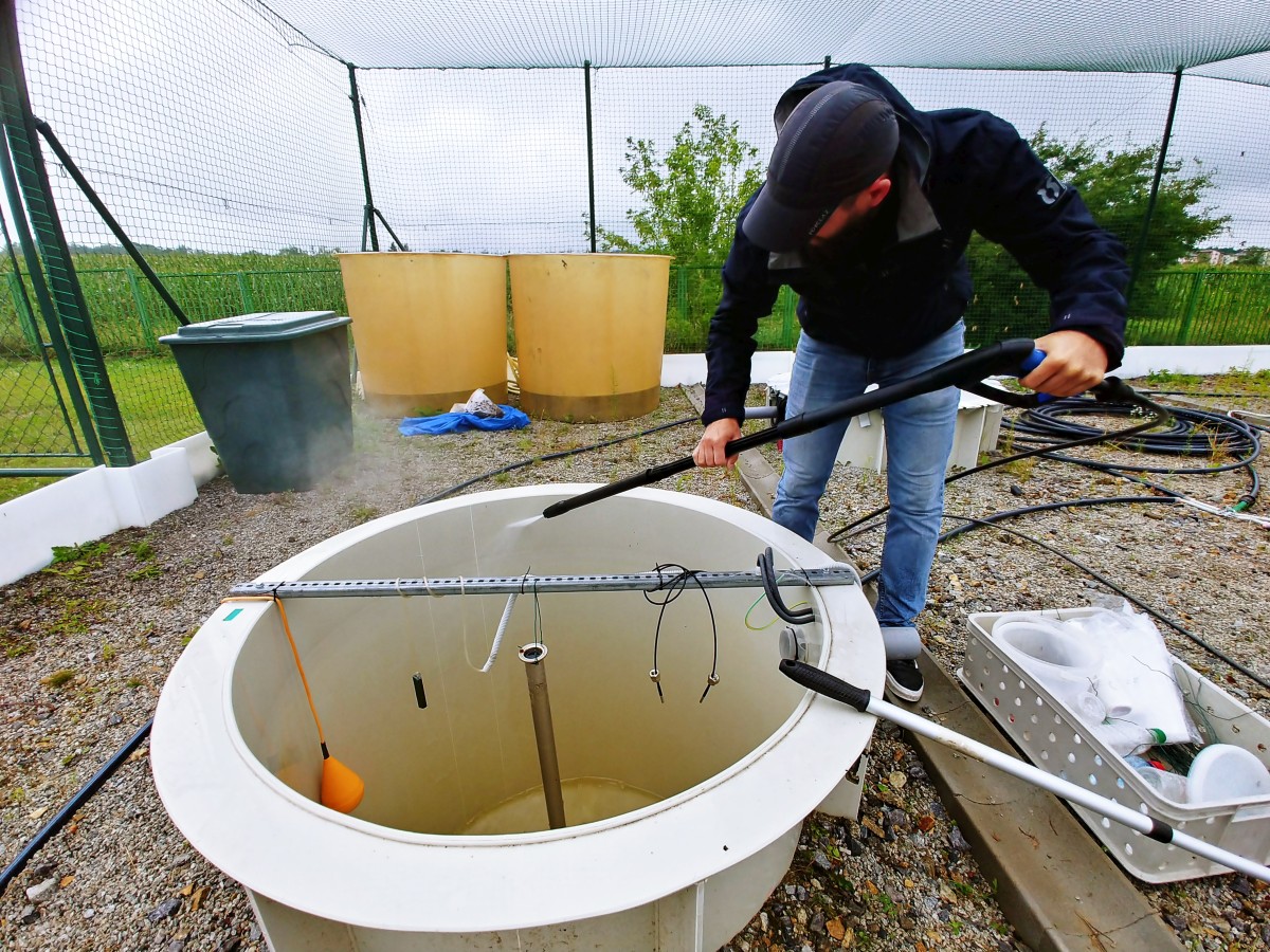 mesocosms: cleaning between experiments
