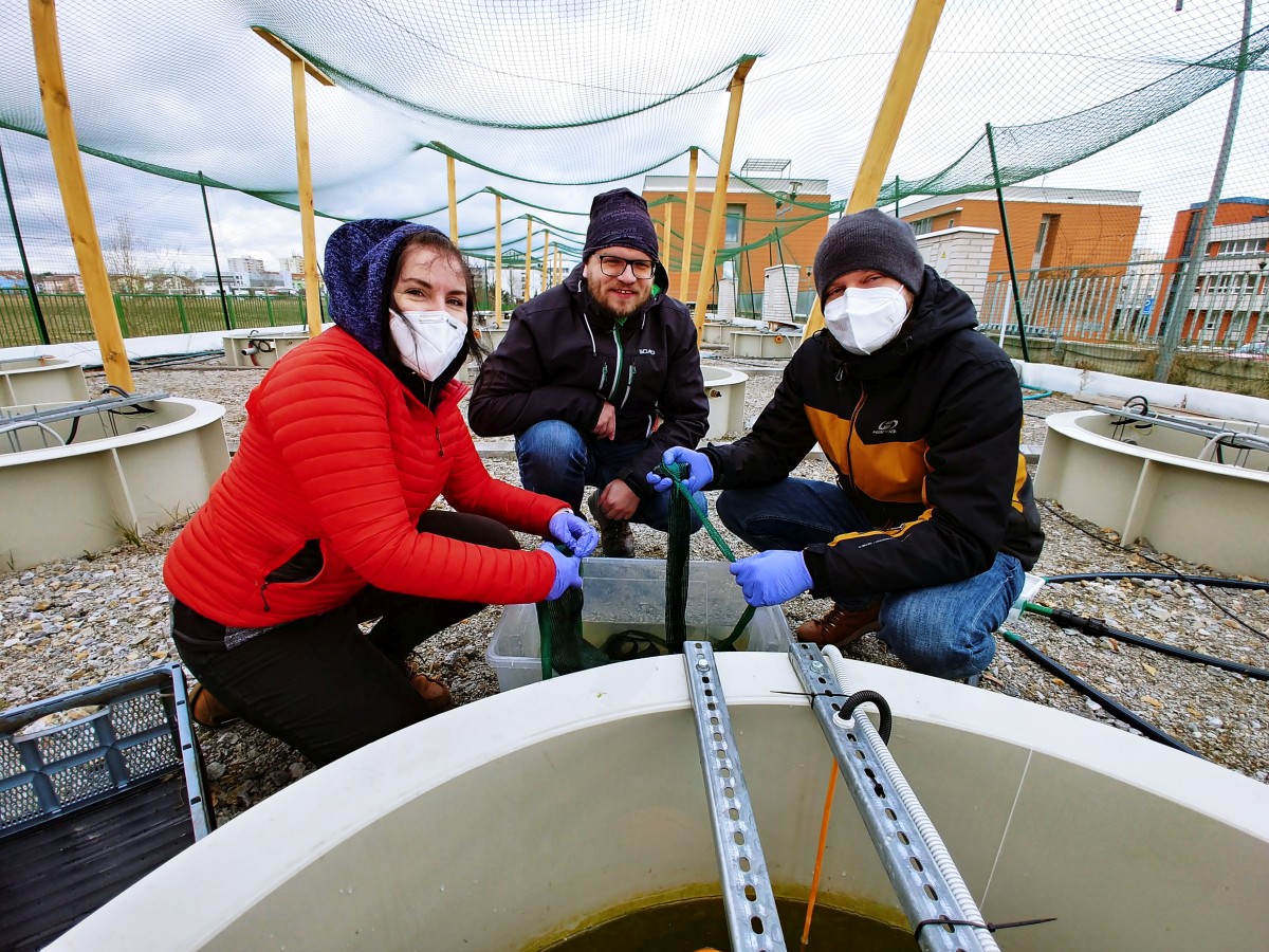 mesocosms: Claire, Andras and Vojta in winter